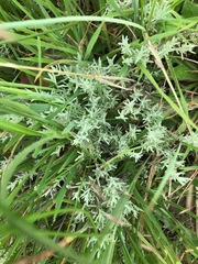 Helichrysum aureonitens