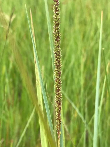 Purple Hood Grass (Sacciolepis typhura)
