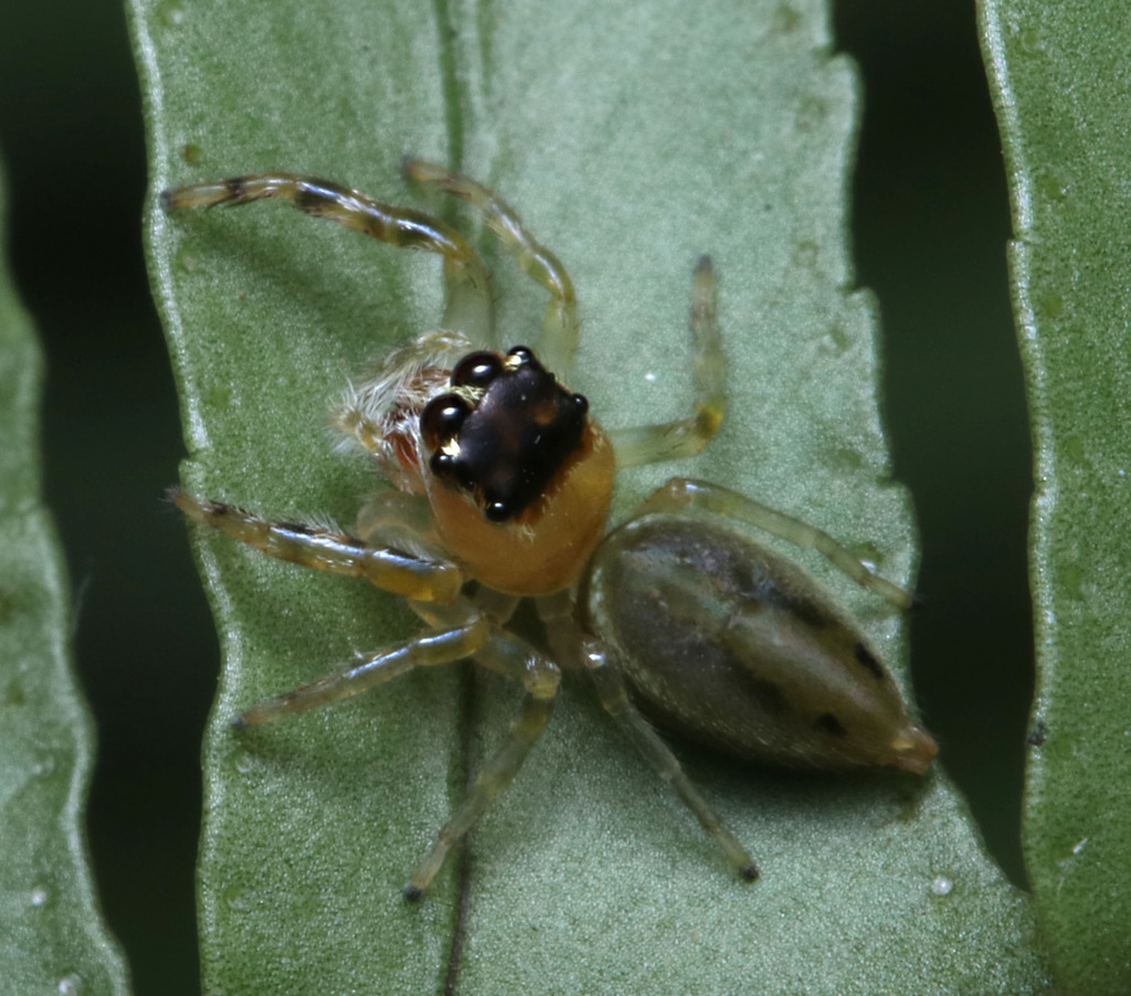 White Garland House Hopper in September 2023 by juliegraham173 · iNaturalist