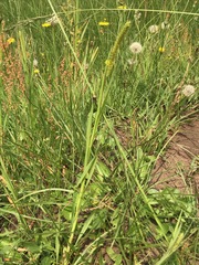 Setaria pallide-fusca