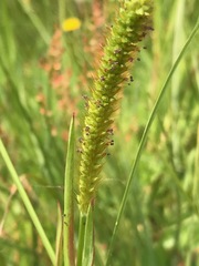 Setaria pallide-fusca