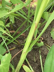 Setaria pallide-fusca