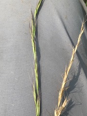 Trisetopsis imberbis