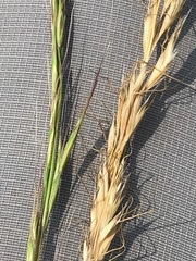 Trisetopsis imberbis