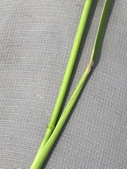 Trisetopsis imberbis