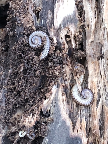Cylindroiulus punctatus