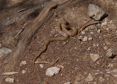 Macroprotodon mauritanicus