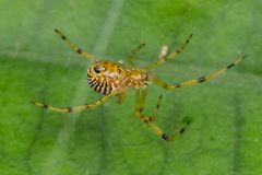 Theridion zonulatum
