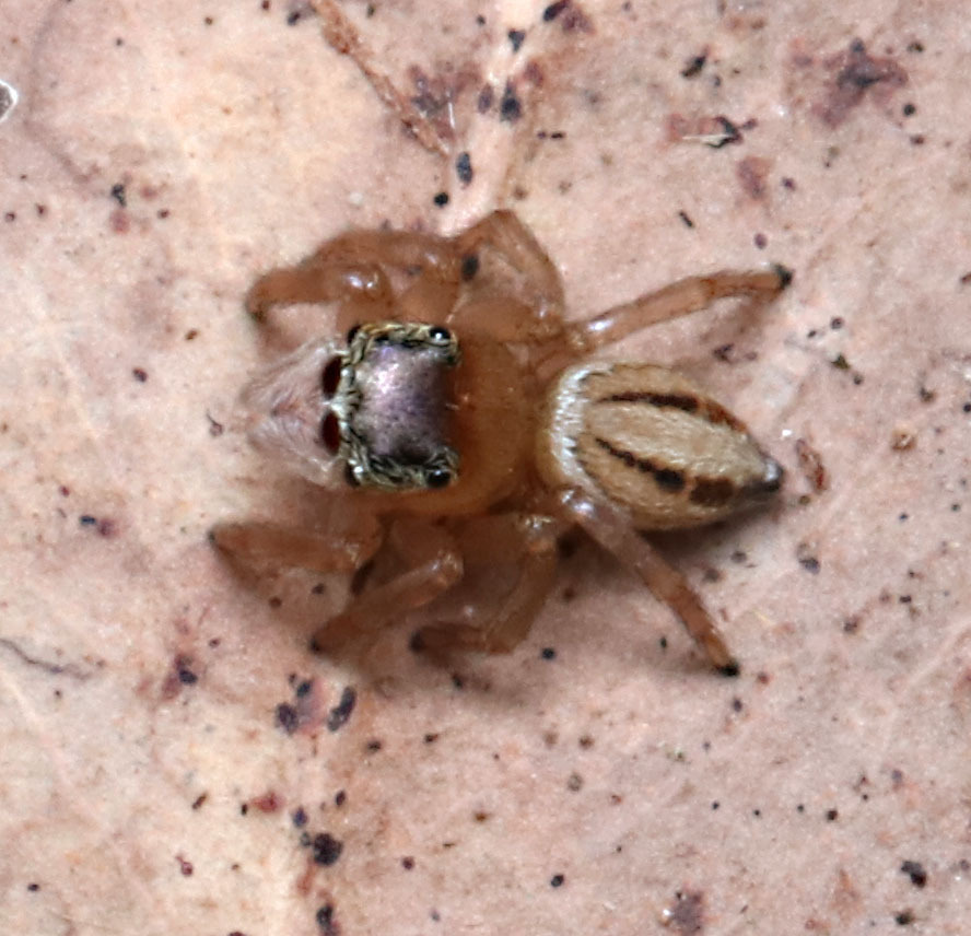 White Garland House Hopper in September 2023 by juliegraham173 · iNaturalist