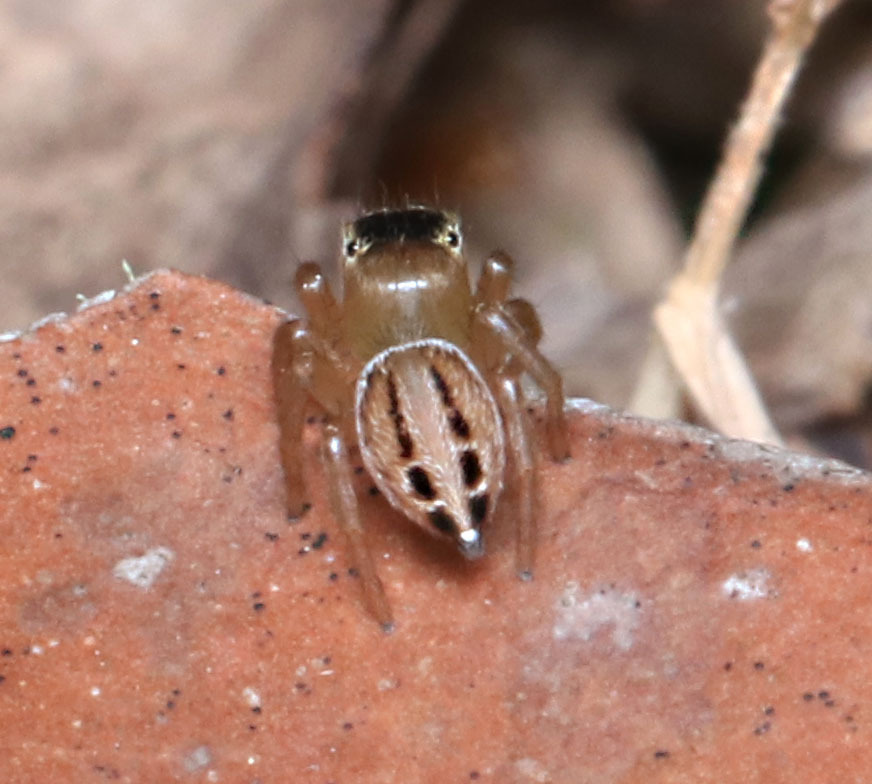 White Garland House Hopper in September 2023 by juliegraham173 · iNaturalist