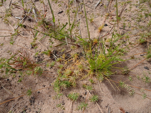 Image of Common Annual Muggiegrass (Adenogramma glomerata) by (c) Thomas Koffel, some rights reserved (CC BY)