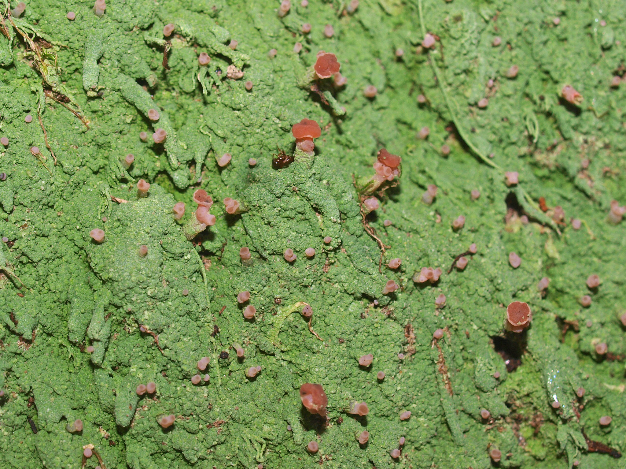 Baeomycetaceae image