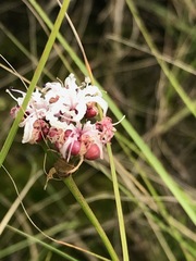 Nerine rehmannii