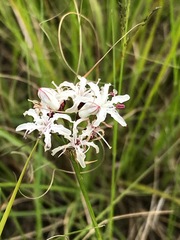 Nerine rehmannii