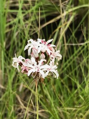 Nerine rehmannii