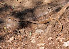 Macroprotodon mauritanicus