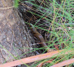 Macroprotodon mauritanicus