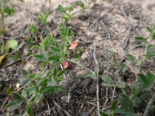 Image of Indigofera priorii by (c) Thomas Koffel, some rights reserved (CC BY)