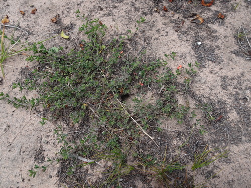 Image of Indigofera priorii by (c) Thomas Koffel, some rights reserved (CC BY)