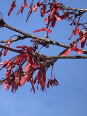 Acer rubrum
