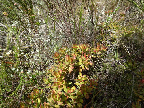 Image of Crassula rubricaulis by (c) Thomas Koffel, some rights reserved (CC BY)