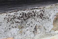 Barbastella barbastellus