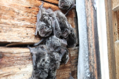 Barbastella barbastellus