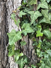 Hedera helix