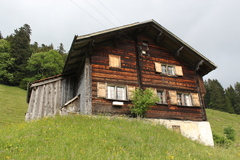 Barbastella barbastellus