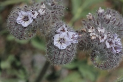 Phacelia hubbyi