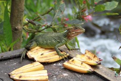 Basiliscus galeritus