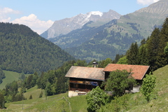 Barbastella barbastellus