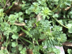 Lamium amplexicaule