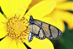 Methona confusa psamathe