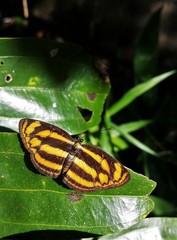 Lasippa tiga siaka