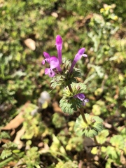 Lamium amplexicaule