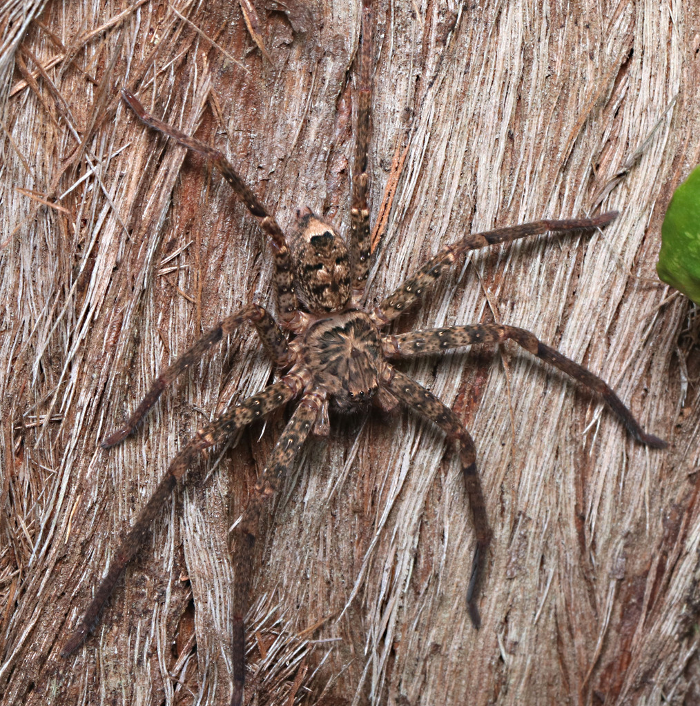 Giant Huntsman Spiders in September 2023 by juliegraham173 · iNaturalist