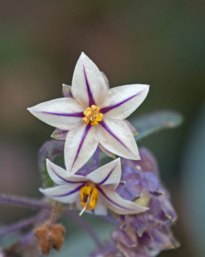 Solanum didymum