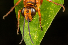 Sphex sericeus