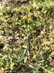 Senecio vulgaris