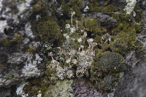 Representative image of Cladonia cyathomorpha