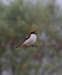 Lanius senator badius