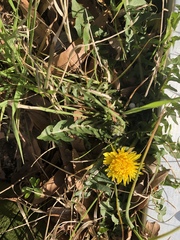 Taraxacum officinale