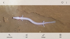 Proteus anguinus anguinus