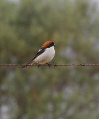 Lanius senator badius