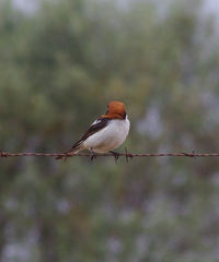 Lanius senator badius