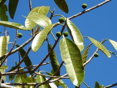 Ficus crocata
