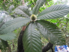 Duroia hirsuta
