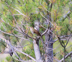 Luscinia megarhynchos