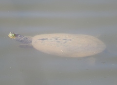 Trachemys ornata